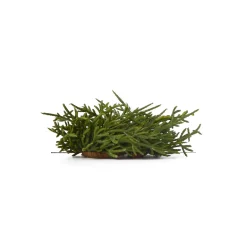 Chefanie Fir Napkin Rings (4) Online
